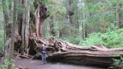 PICTURES/Ho Rainforest -  Big Cedar/t_Big Cedar3.JPG